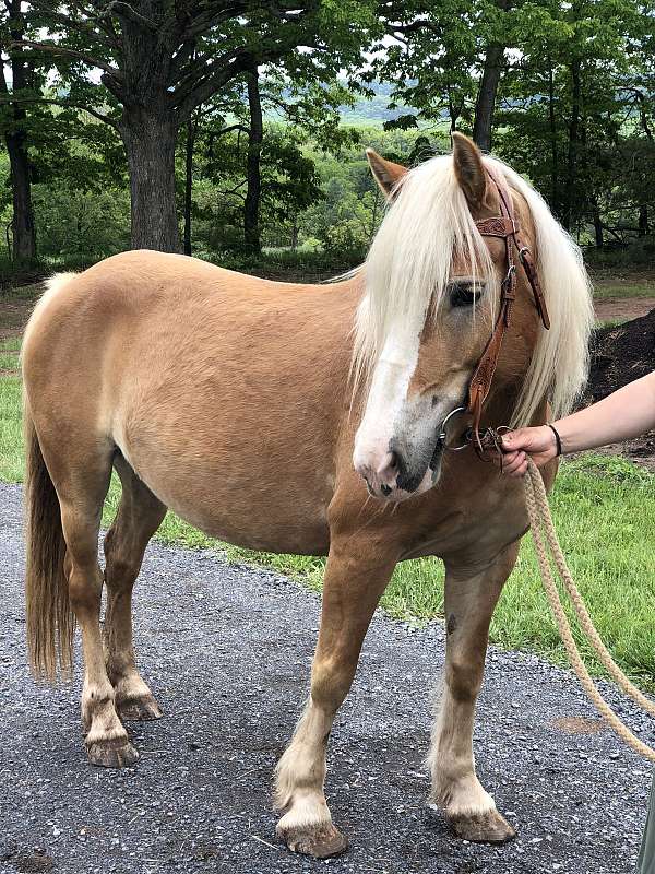 chestnut-blaze-horse