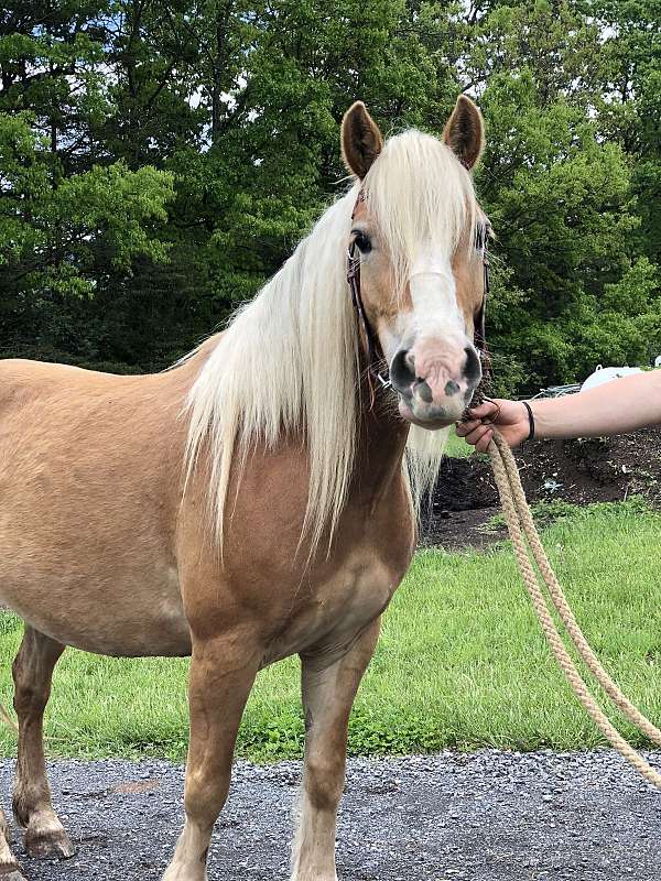 mare-haflinger-horse