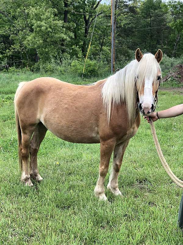 haflinger-horse