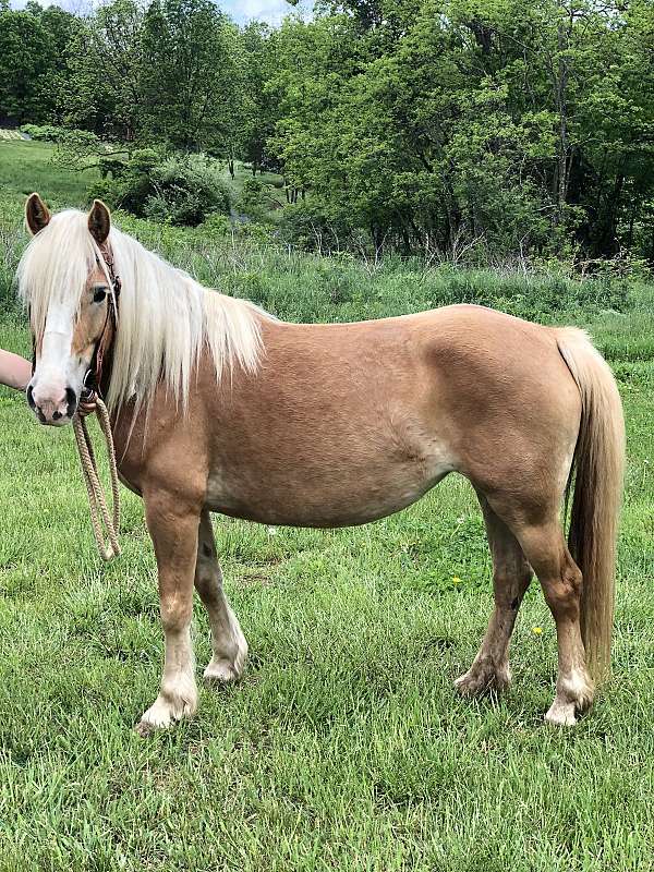 draft-haflinger-horse
