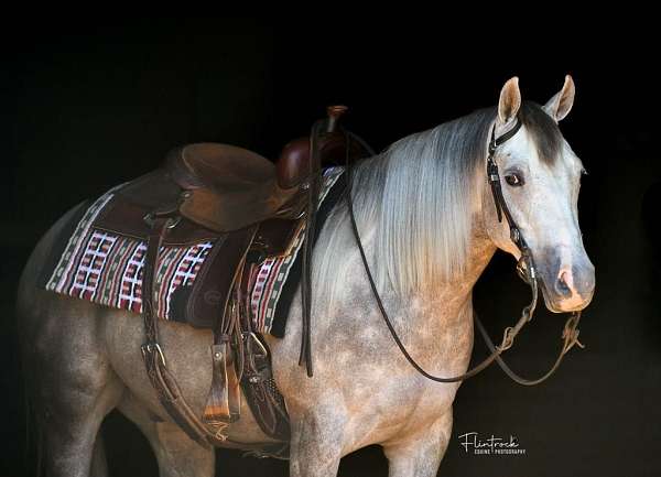 athletic-quarter-horse