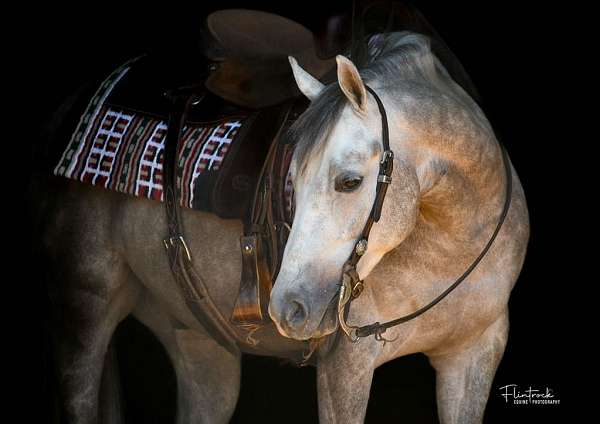 flashy-quarter-horse