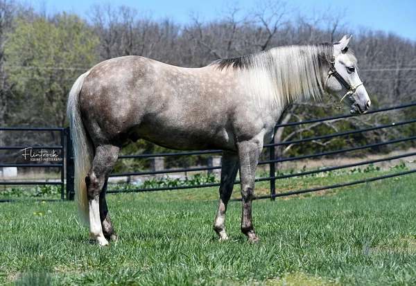 husband-safe-quarter-horse