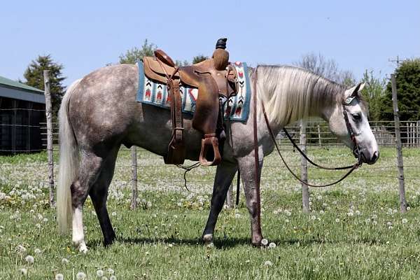 performance-quarter-horse