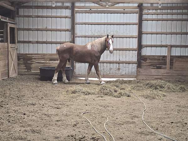 belgian-stallion