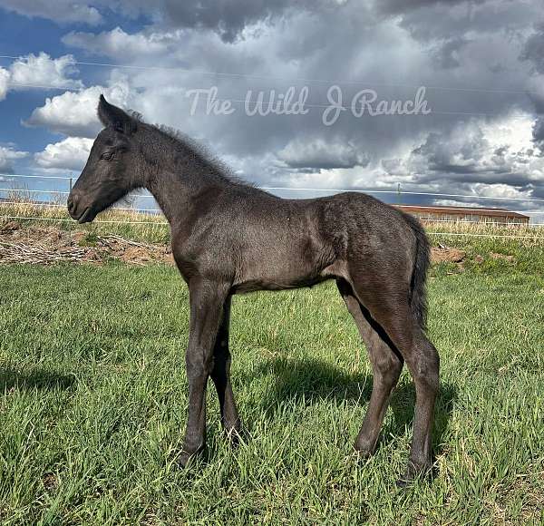 black-sabino-friesian-filly
