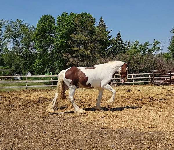 blue-eyed-stallion-clydesdale-horse