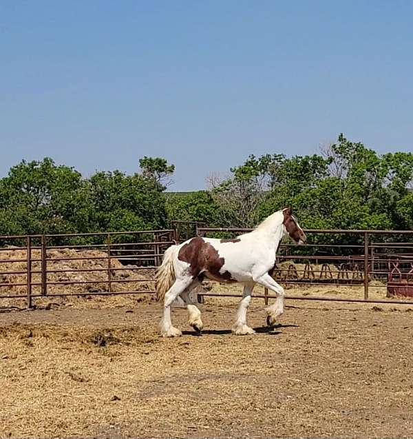 blue-eyed-stallion-drum-horse