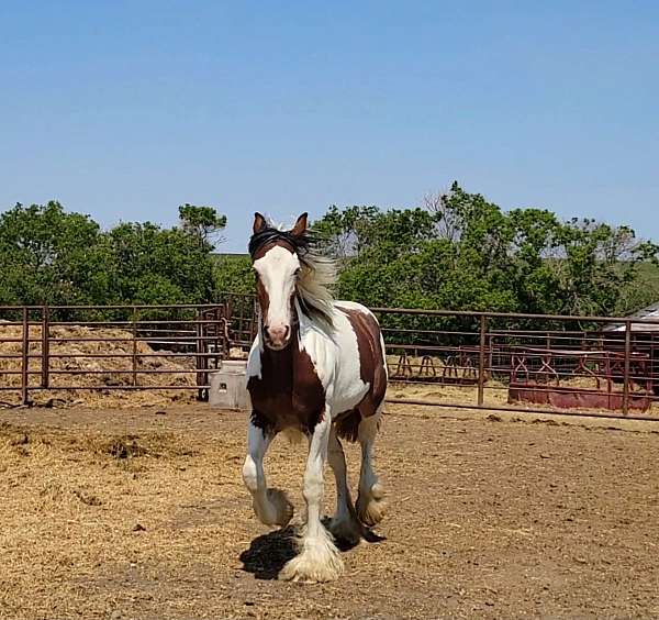 blue-eyed-stallion-shire-horse