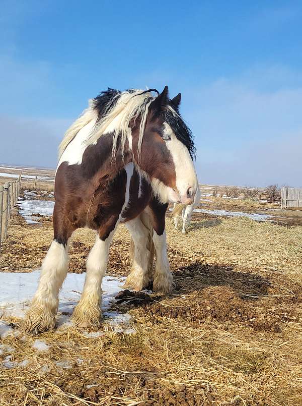 tobiano-drum-stallion
