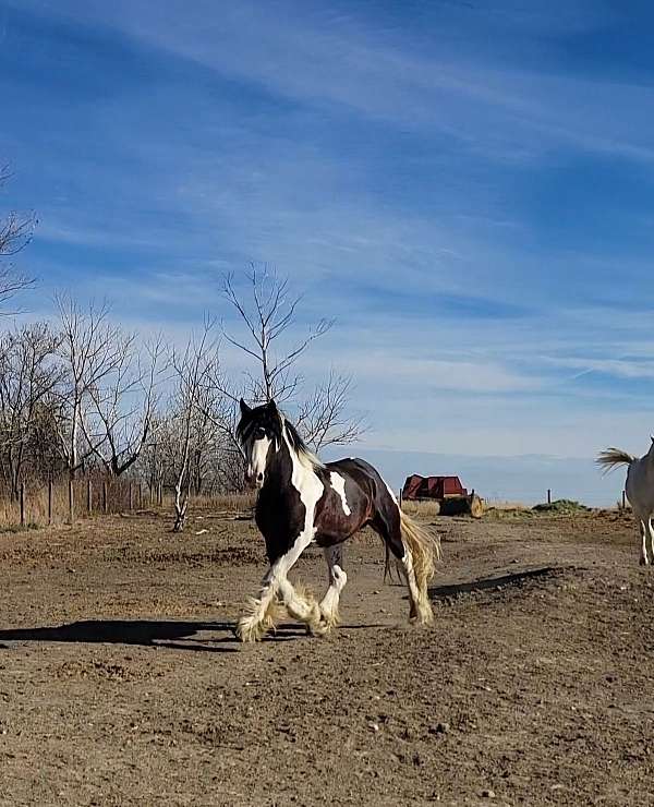 17-hand-drum-stallion