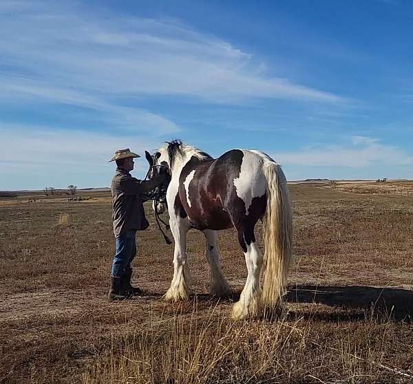 shire-clydesdale-stallion