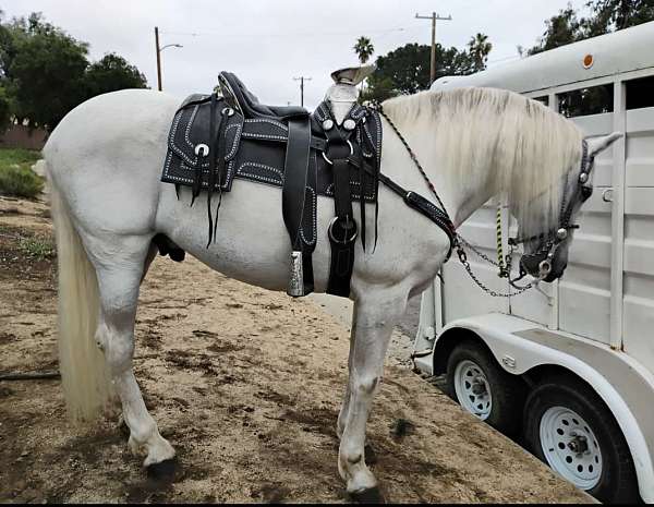 master-andalusian-horse