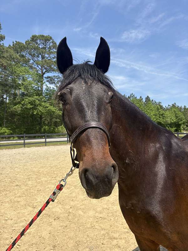 anyone-quarter-horse