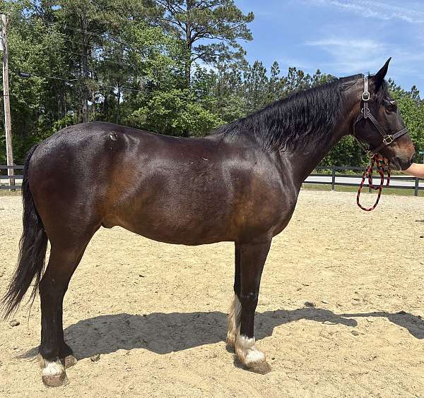 arena-quarter-horse