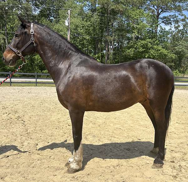 back-quarter-horse