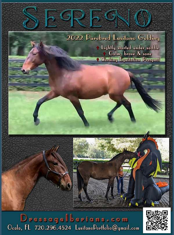 all-around-lusitano-horse
