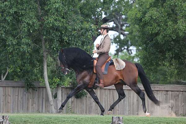classical-lusitano-horse