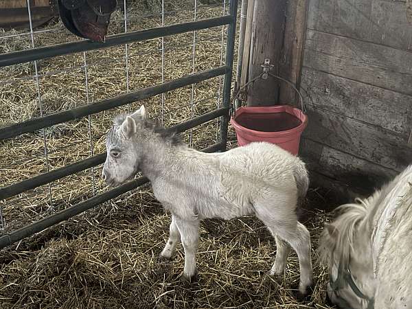 blue-eyes-miniature-pony