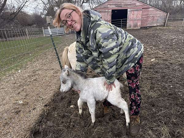 colt-for-sale-miniature-pony