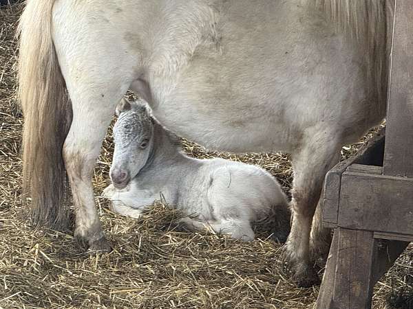 eyes-miniature-pony