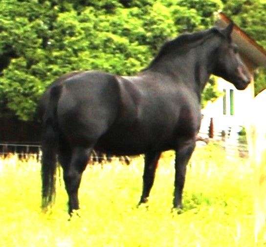 black-mare-percheron-horse