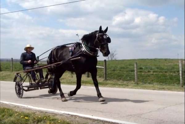 draft-cross-mare-percheron-horse