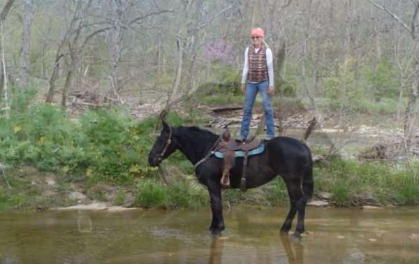 big-mare-percheron-horse