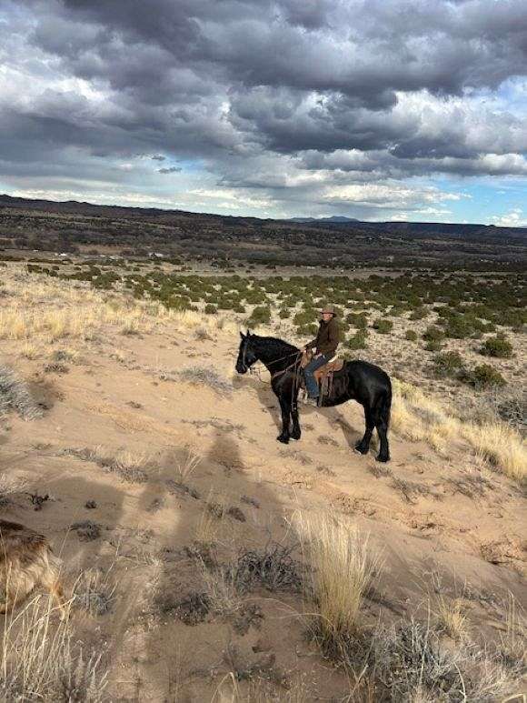 percheron-cross-mare-horse