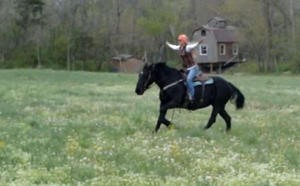 great-family-horse-percheron