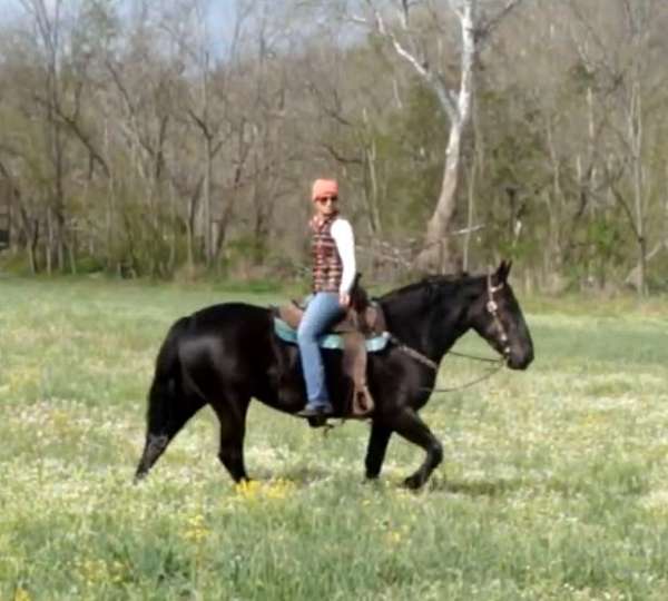 p-percheron-horse