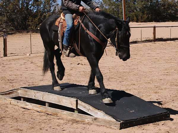 draft-cross-mare-horse