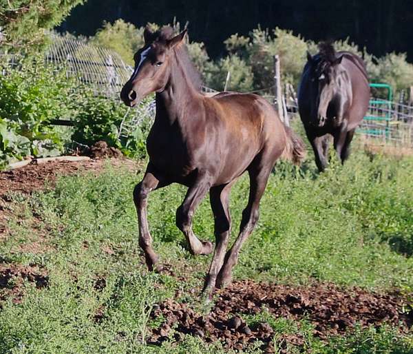 black-star-horse