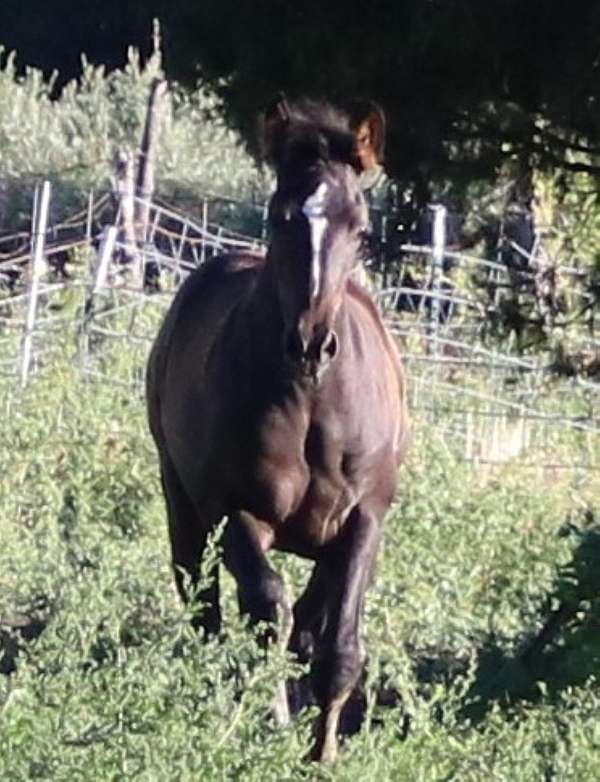 all-around-percheron-horse