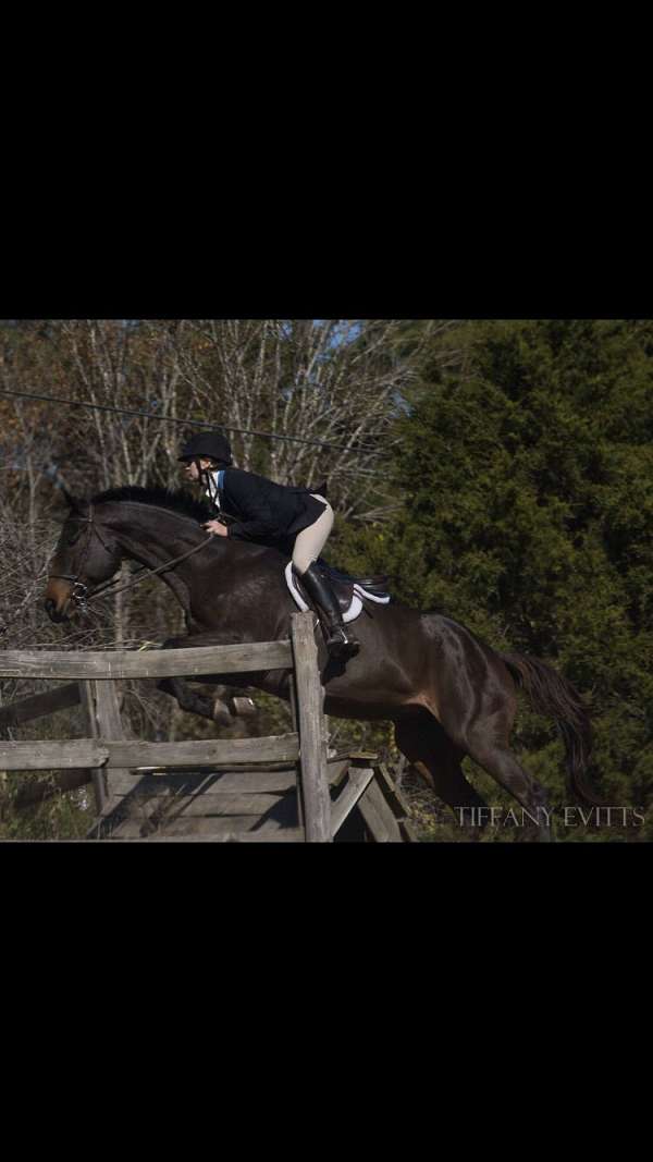 all-thoroughbred-horse