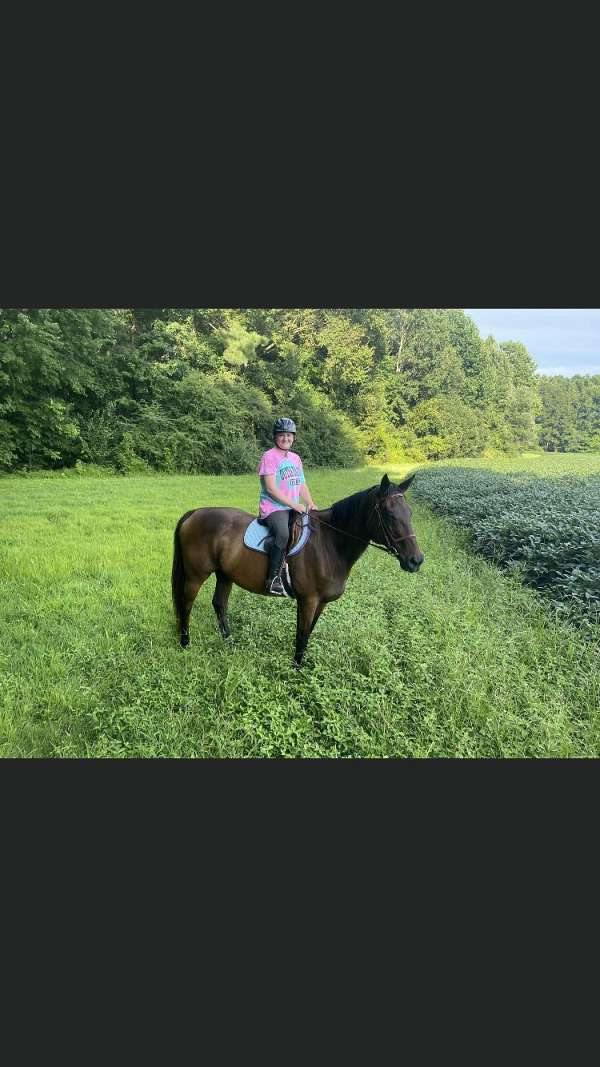 all-ages-thoroughbred-horse