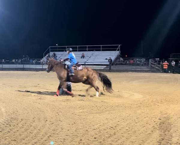 quarter-horse-mare