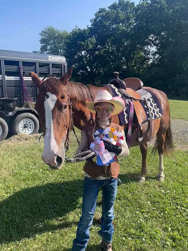 quarter-horse-for-sale