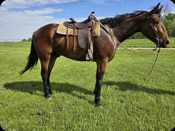 a-show-cleveland-bay-horse