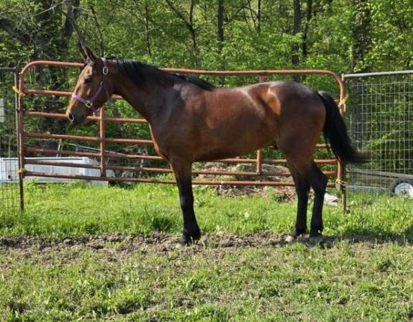 animals-cleveland-bay-horse