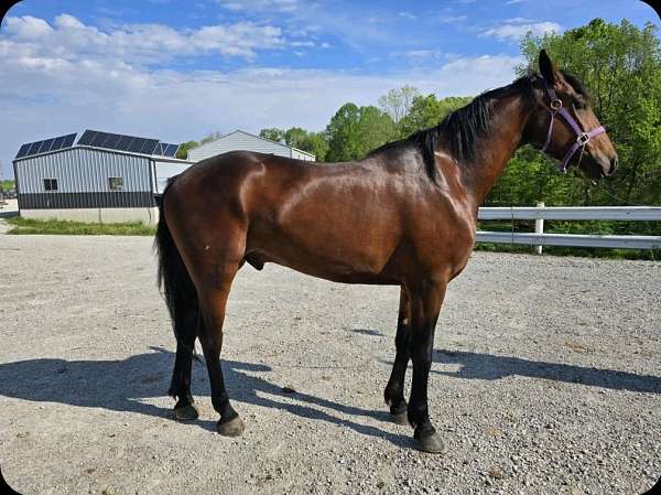 barn-cleveland-bay-horse