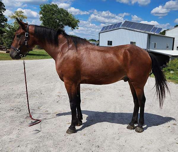 a-show-cleveland-bay-horse