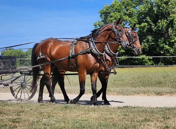 animals-cleveland-bay-horse
