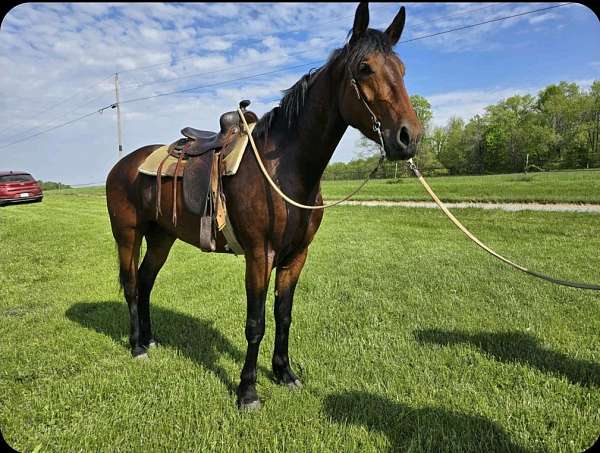 barn-cleveland-bay-horse