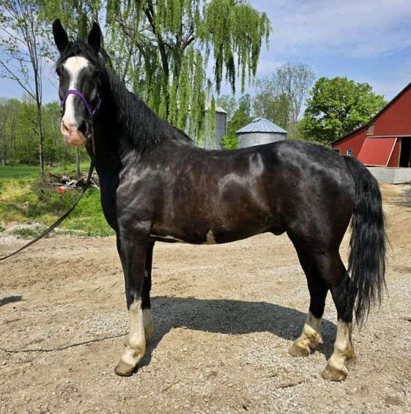 black-white-socks-blaze-horse