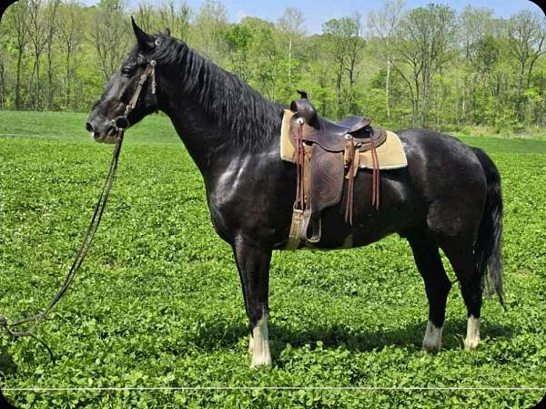 athletic-percheron-horse