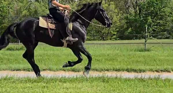 all-around-friesian-horse