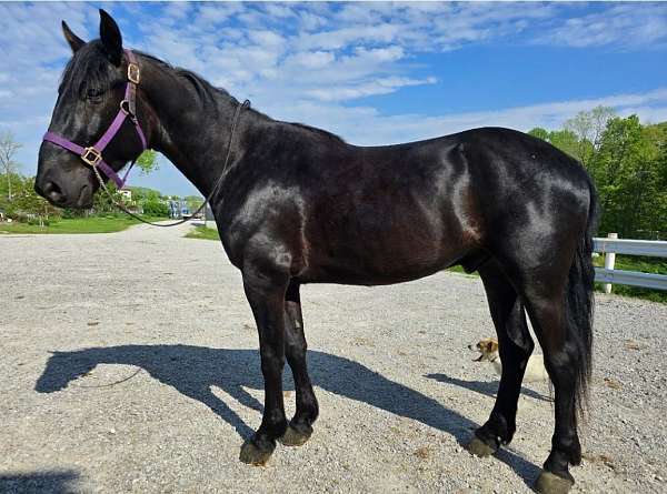 athletic-friesian-horse