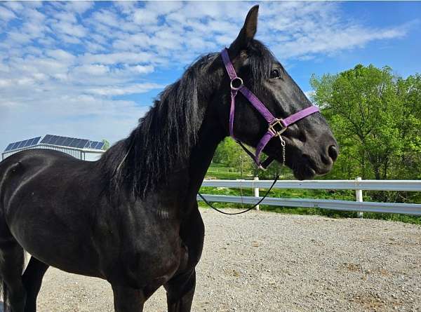 dressage-friesian-horse