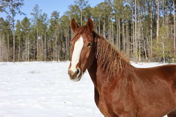 sorrel-blaze-hind-fetlock-horse